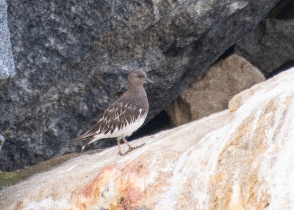 Black Turnstone - Arenaria melanocephala