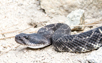 Pacific Rattlesnake - Crotalus oreganus