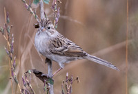 Brewer's Sparrow - Spizella breweri