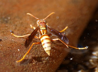 Paper wasp - Polistes apachus