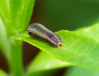 Yellow-striped armyworm - Spodoptera ornithogalli