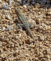 Great Basin Fence Lizard - Sceloporus occidentalis longipes