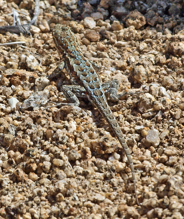 Great Basin Fence Lizard - Sceloporus occidentalis longipes