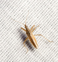 Damsel bug - Nabis sp.