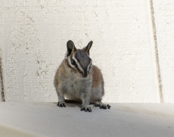 Long-eared Chipmunk - Neotamias quadrimaculatus