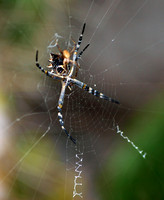 Silver argiope - Argiope argentata