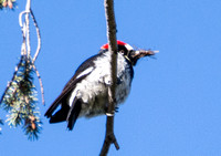 Acorn Woodpecker - Melanerpes formicivorus