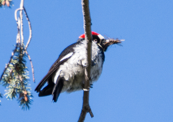 Acorn Woodpecker - Melanerpes formicivorus