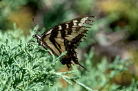 Pale swallowtail - Papilio eurymedon
