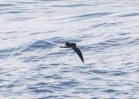 Leach's Storm-Petrel - Hydrobates leucorhous