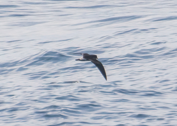 Leach's Storm-Petrel - Hydrobates leucorhous