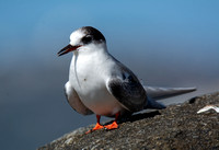 Arctic Tern - Sterna paradisaea