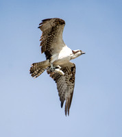 Osprey - Pandion haliaetus