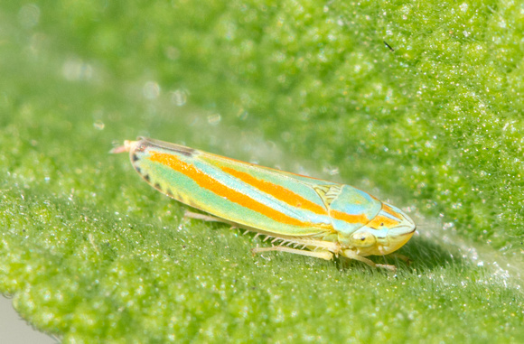Versute leafhopper - Graphocephala versuta