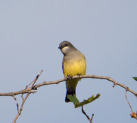 Cassin's Kingbird - Tyrannus vociferans,