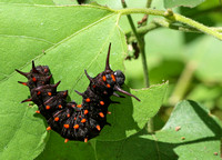 Pipevine swallowtail - Battus philenor