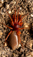 Woodlouse hunter - Dysdera crocata