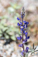 Mojave Lupine - Lupinus sp