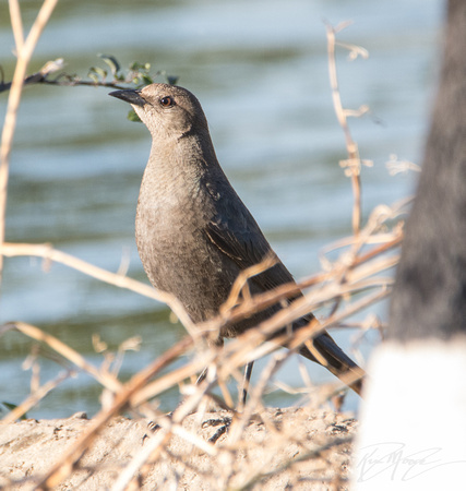 Brewer's Blackbird - Euphagus cyanocephalus
