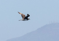 Pomarine Jaeger - Stercorarius pomarinus