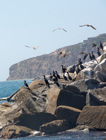 Brandt's Cormorant - Urile penicillatus, Brown Pelican - Pelecanus occidentalis
