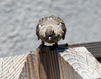 Mourning Dove - Zenaida macroura