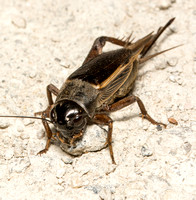 Field cricket - Gryllus sp.