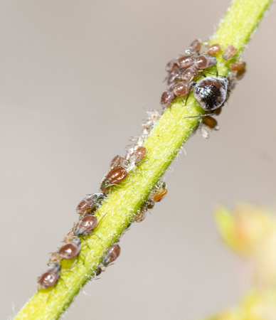 Aphids - Braggia sp.