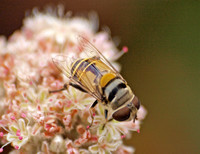 Flower fly - Palpada sp. (Palpada vinetorum and/or alhambra?)