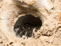 California Trapdoor spider - Bothriocyrtum californicum