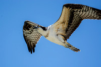 Osprey - Pandion haliaetus