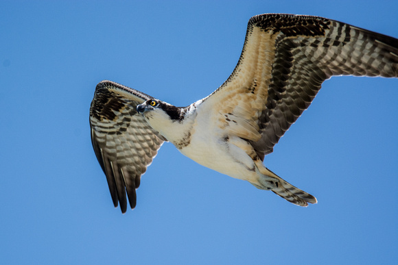 Osprey - Pandion haliaetus