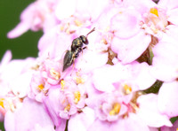Chalcid wasp - undentified sp.