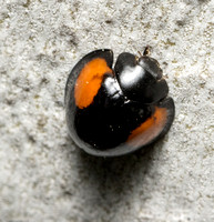 Twice-struck Ladybeetle - Axion plagiatum