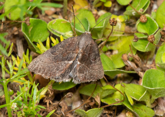 Wedgling Moth - Galgula partita