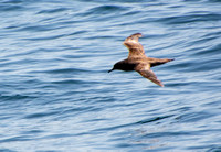 Sooty Shearwater - Ardenna grisea