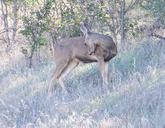 Mule Deer - Odocoileus hemionus
