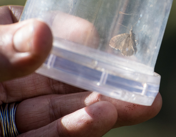 Moth - unidentified sp