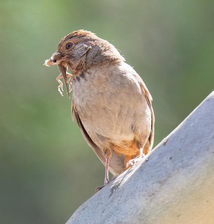 California Towhee - Melozone Crissalis, Western Fence Lizard - Sceloporus occidentalis