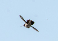 Black-chinned Hummingbird- Archilochus alexandri chasing flies