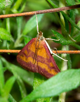 Southern Purple Mint Moth - Pyrausta laticlavia