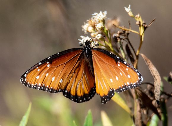 Queen - Danaus gilippus