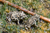 Western Toad - Anaxyrus boreas