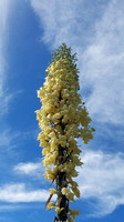 Chaparral Yucca - Hesperoyucca whipplei