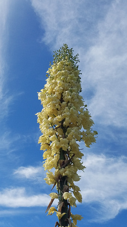 Chaparral Yucca - Hesperoyucca whipplei