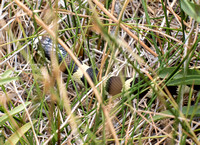 California kingsnake - Lampropeltis getula californiae