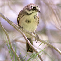 Bell's Sparrow - Artemisiospiza belli