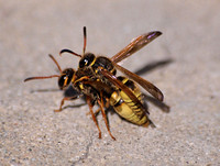 Mason wasp - Ancistrocerus lineativentris