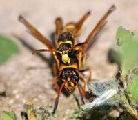 Mason wasp - Ancistrocerus lineativentris