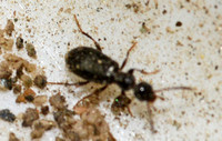 Antlike flower beetle - Vacusus nigritulus